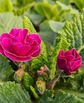 Primula Floare dublă En-Gros