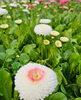 Bănuți Bellis En-Gros 