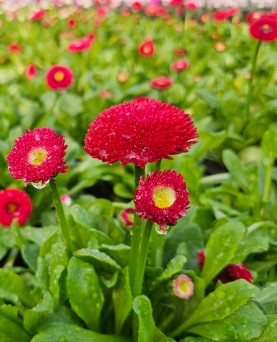 Bănuți Bellis En-Gros  