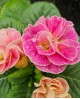 Primula En-Gros