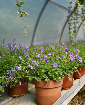 Campanula carpatica En-GROS