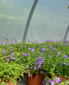 Campanula carpatica