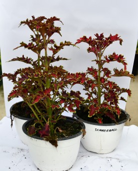 Coleus Schneeball