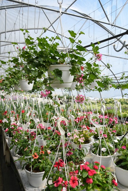 https://www.florideromania.ro/image/cache/catalog/BIOSOLARIS/DSC_2247-3-441x545.jpg