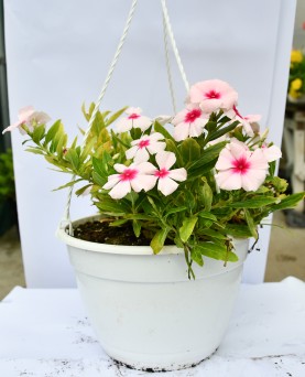 Vinca EN-GROS