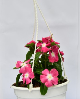 Vinca 