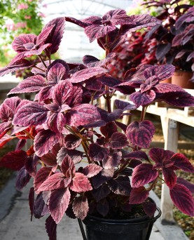 Coleus 