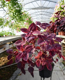 Coleus 