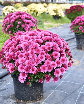 Crizantemă Crizantemă