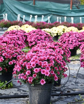 Crizantemă En-GROS Crizantemă En-GROS