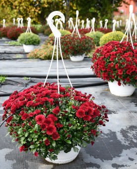 Crizantemă în ghiveci agățător