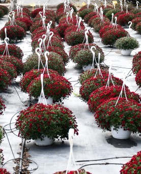 Crizantemă în ghiveci agățător En-GROS Crizantemă în ghiveci agățător En-GROS