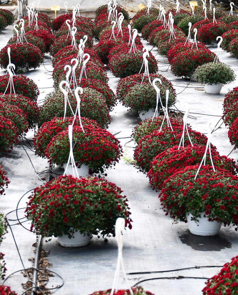 Crizantemă în ghiveci agățător En-GROS