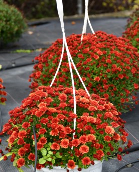 Crizantemă în ghiveci agățător