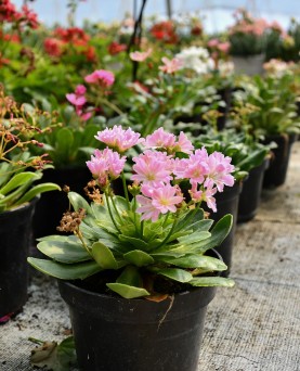 Lewisia 