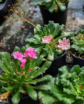 Lewisia 