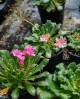 Lewisia 