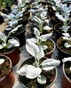 Senecio Angel Wings EN-GROS