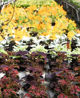 Coleus Schneeball EN-GROS