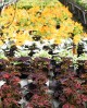 Coleus Schneeball EN-GROS