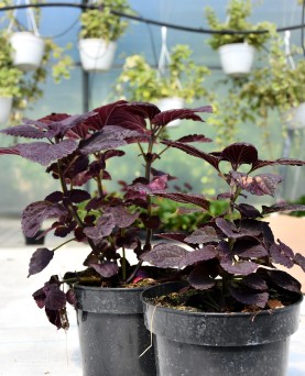 Coleus 