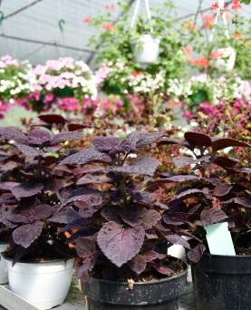 Coleus En-GROS