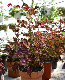 Coleus Schneeball EN-GROS