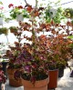 Coleus Schneeball