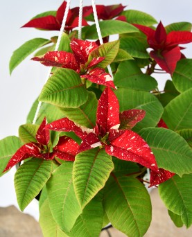 Crăciuniță Ghiveci agățător En-Gros 