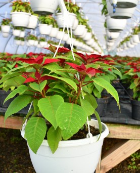 Crăciuniță Ghiveci agățător En-Gros