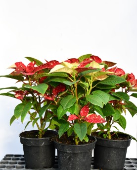 Crăciuniță Bicolor En-Gros