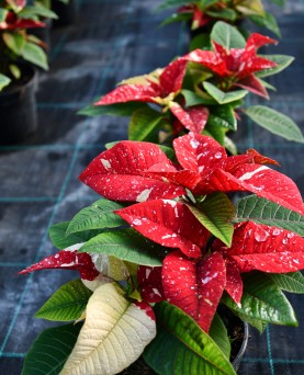 Crăciuniță Bicolor En-Gros 