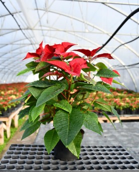 Crăciuniță En-Gros