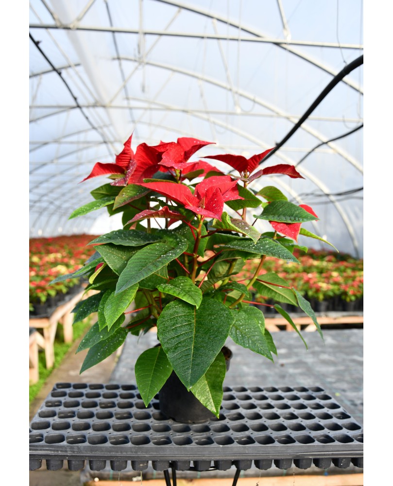 Crăciuniță En-Gros