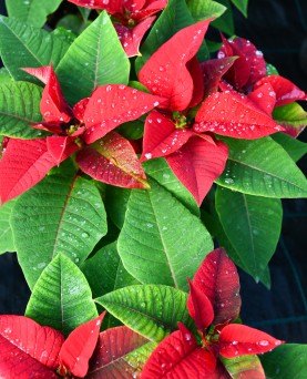 Crăciuniță En-Gros