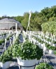 Crizantemă în ghiveci agățător