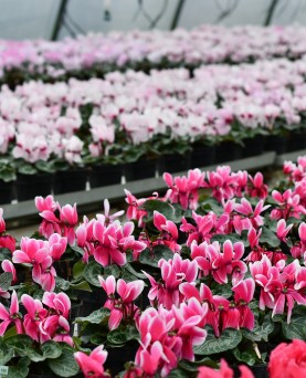 Cyclamen En-Gros  