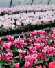 Cyclamen En-Gros 