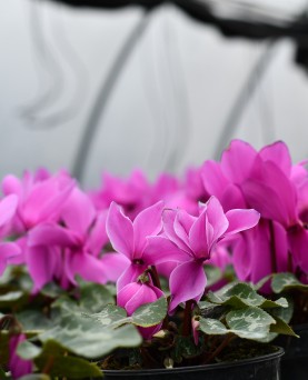 Cyclamen En-Gros 