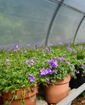 Campanula carpatica 