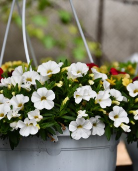 Calibrachoa Mini Petunie  EN-GROS