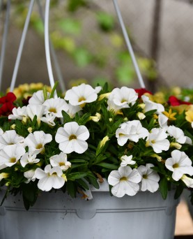 Calibrachoa Mini Petunie  EN-GROS