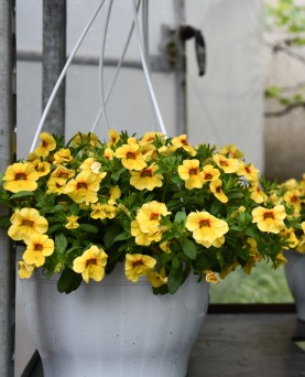 Calibrachoa Mini Petunie 