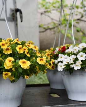 Calibrachoa Mini Petunie  EN-GROS