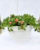 Portulaca ghiveci agățător