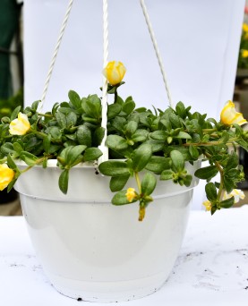 Portulaca agățătoare EN-GROS