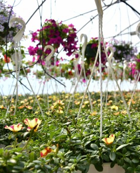 Portulaca agățătoare EN-GROS