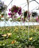 Portulaca agățătoare EN-GROS