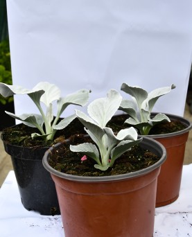 Senecio Angel Wings EN-GROS