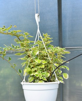 Plectranthus curgatoare